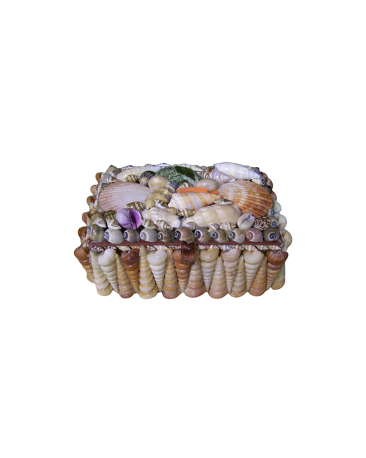 Turitella Terebra Seashell Box with Wood Interior