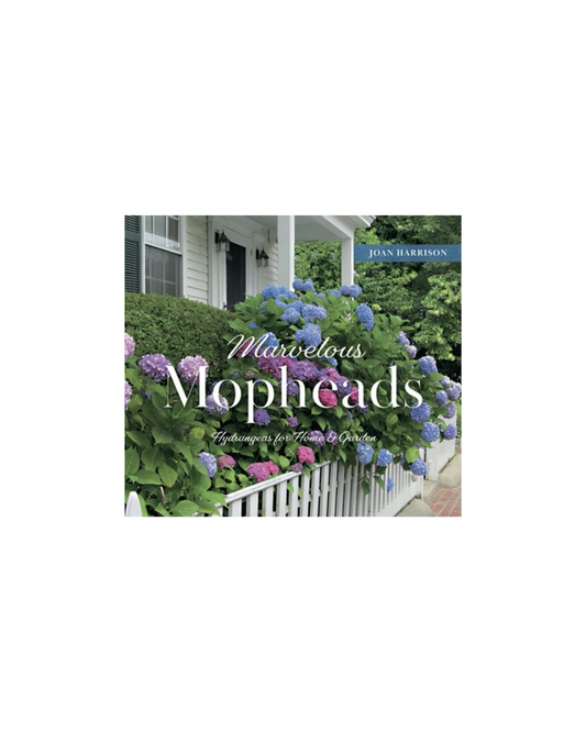 Marvelous Mopheads Hydrangeas for Home & Garden