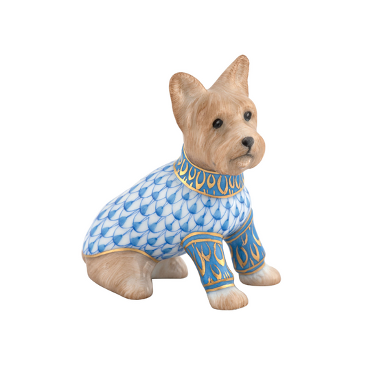 Yorkshire Terrier- Blue