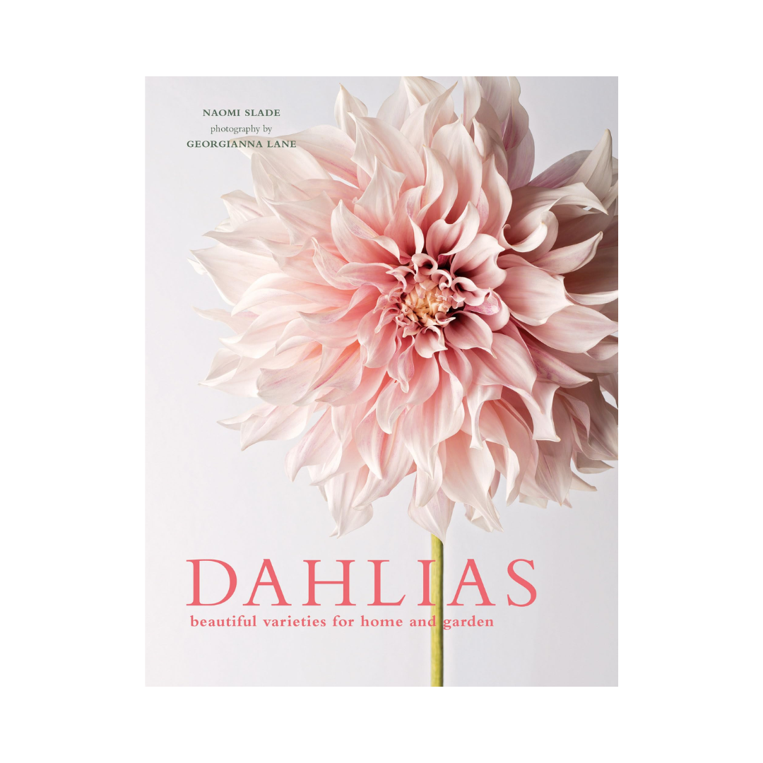 Dahlias