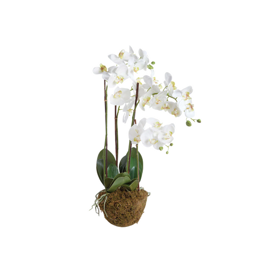 Phalaenopsis Orchid Drop in- 30"