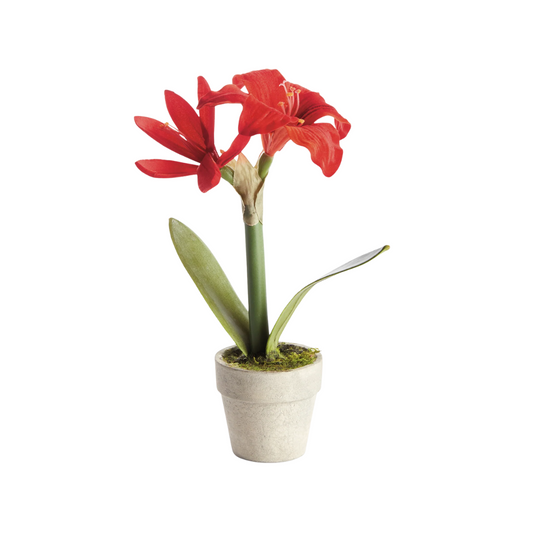 Napa Mini Amaryllis Potted Drop-in 9"