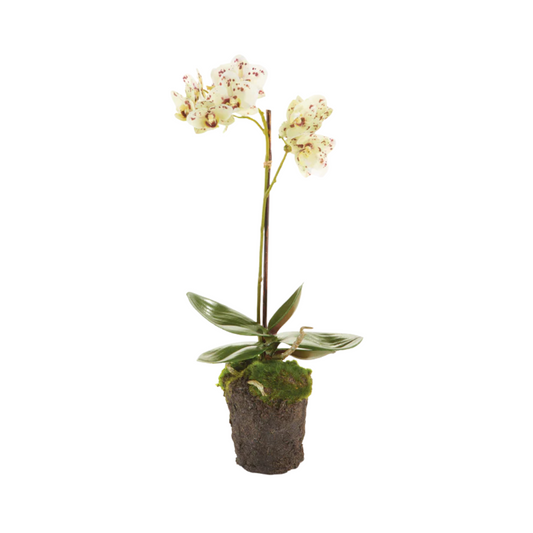 Napa Phalaenopsis 17" Drop-in White/Purple
