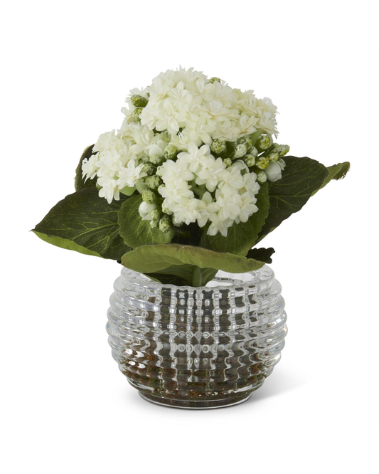 White Kalanchoe in Pressed Glass Vase