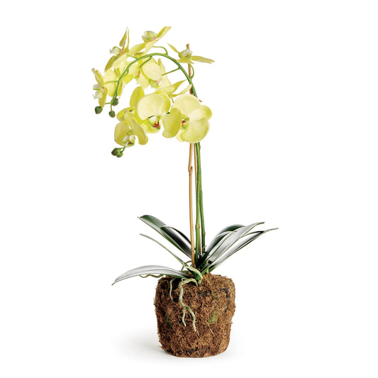 Phalaenopsis Orchid Drop in 23"