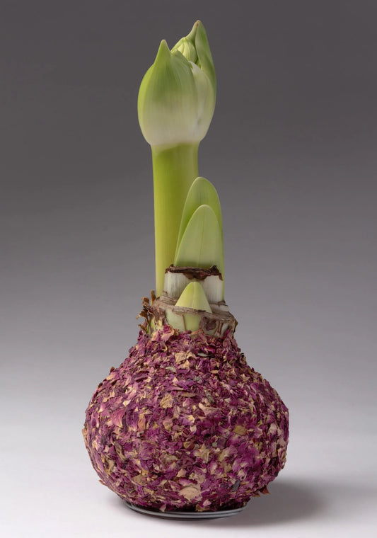 Rose Petal Covered Amaryllis Bulb
