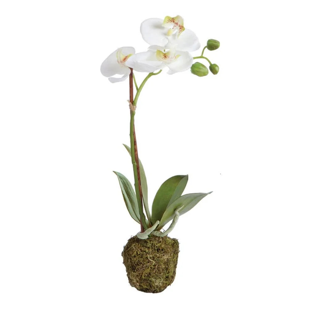 Phalaenopsis Drop-In 15"